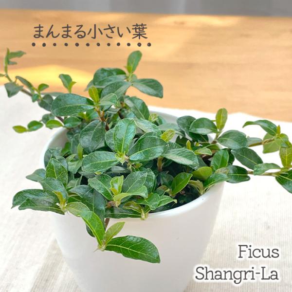 日本花キ流通 観葉植物 cot フィカス シャングリラ つる性