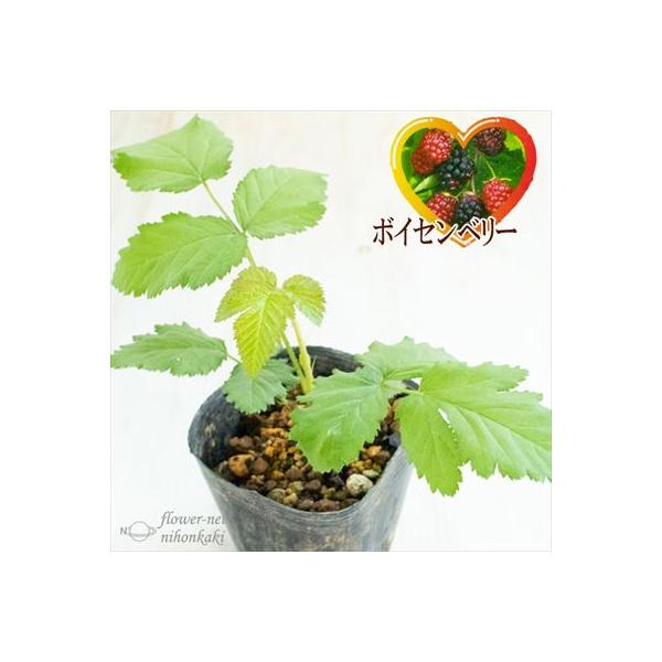 neco様確認ページ ボイセンベリー　挿し木苗 日本花キ流通 ボイセンベリー ボイズンベリー 10.5cmポット ブラック