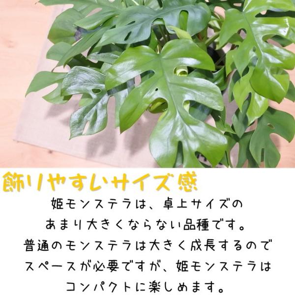 姫モンステラ ヒメモンステラ ペルツーサ 5号鉢 送料無料 観葉植物 インテリア おしゃれ Buyee 日本代购平台 产品购物网站大全 Buyee一站式代购 Bot Online