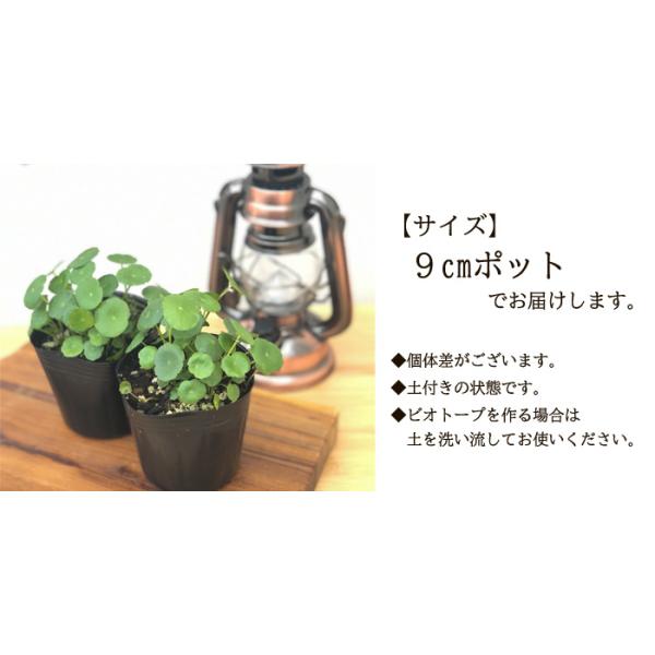 ウォーターマッシュルーム 9cmポット 水生植物 水草 ビオトープ 観葉植物 Buyee Buyee Japanese Proxy Service Buy From Japan Bot Online