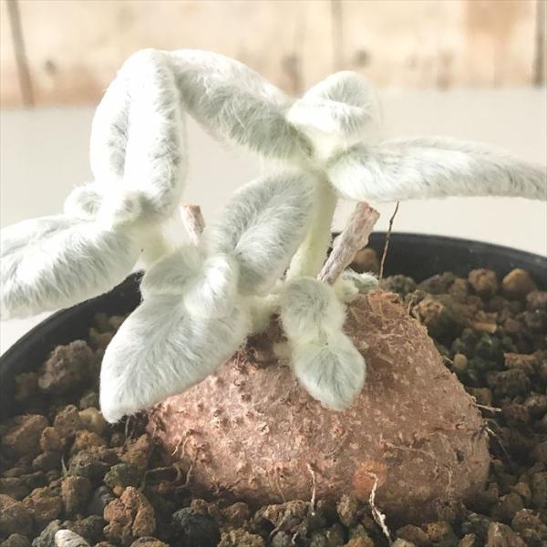 日本花キ流通 多肉植物 ca断崖の女王 シンニンギア レウコトリカ 日本花キ流通 多肉植物 ca断崖の女王 シンニンギア レウコトリカ