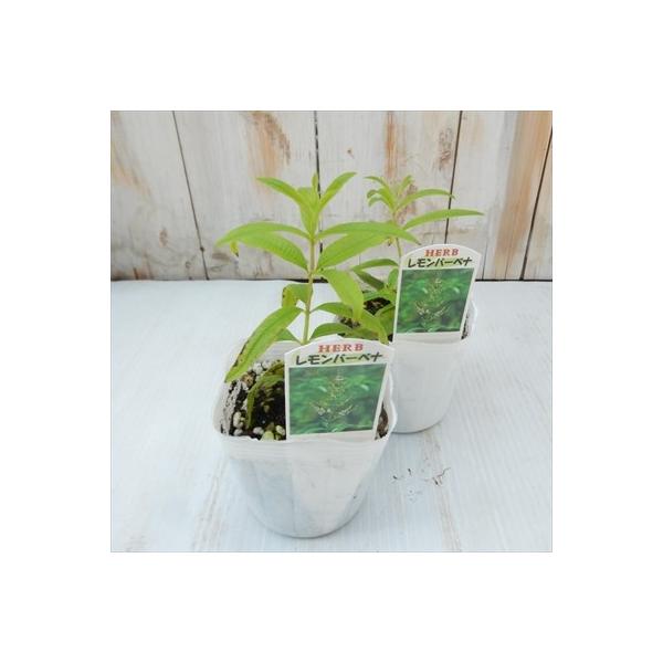 人気のハーブ レモンバーベナ 料理 ハーブティー 香り Buyee Buyee Japanese Proxy Service Buy From Japan Bot Online