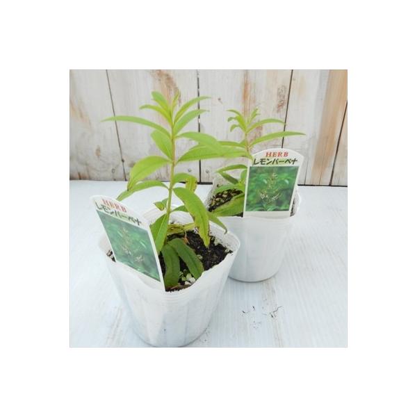 人気のハーブ レモンバーベナ 料理 ハーブティー 香り Buyee Buyee Japanese Proxy Service Buy From Japan Bot Online