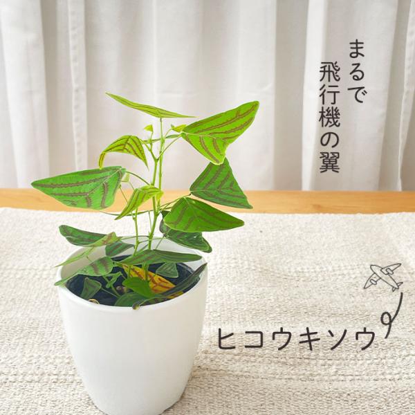 その他観葉植物 honokoo 日本花キ流通 観葉植物 cot ヒコウキソウ 3.5号鉢 飛行機草 小型