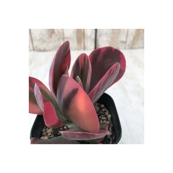 ■特徴春秋型種10℃〜25℃の過ごしやすい季節によく生長し、暑すぎたり、寒すぎる時期は休眠してしまいます。生長期：2月〜6月・9月〜11月休眠期：7月〜8月・11月〜1月■管理1春・秋は日当たりがよく、雨が当たらない風通しの良い場所に置く2...