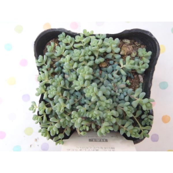 多肉植物 Seセダム 大型姫星美人 ダシフィルムリファレンス パープルヘイズ 多肉植物 Buyee Buyee Japanese Proxy Service Buy From Japan Bot Online