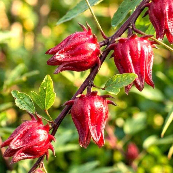 ハイビスカス ローゼル 苗 9〜10.5cmポット ビタミンC 食用ハーブ お茶 ジャム ハーブティー ハーブ苗 Herb