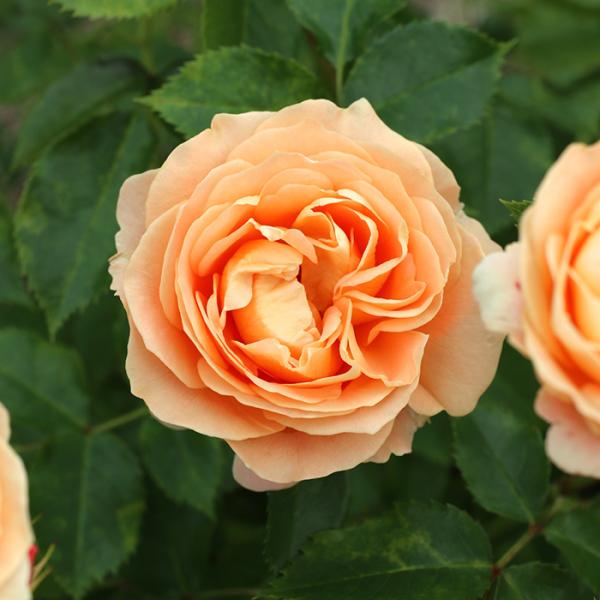 CP31 CHOCOLATESHOP メリュジーヌセットx2 中国限定 オーロラ アクリル