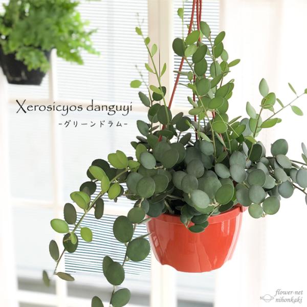 日本花キ流通 観葉植物 グリーンドラム 6号 吊り鉢 吊り下げ