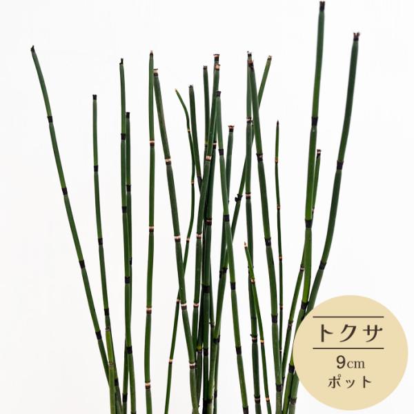 ■日当たり・置き場所基本的には日の当たる場所で育てます。 真夏の直射日光は苦手なので西日や直射日光が当たらない明るい日陰で管理してください。 耐陰性あり。 耐寒性もありますが0℃以下にならないように気を付けて下さい。■水やり土の表面が乾いた...