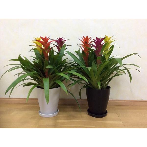 グズマニア 正規逆輸入品 産直観葉植物 7号 Is鉢 大型観葉植物 送料無料 開店 引越 お祝い