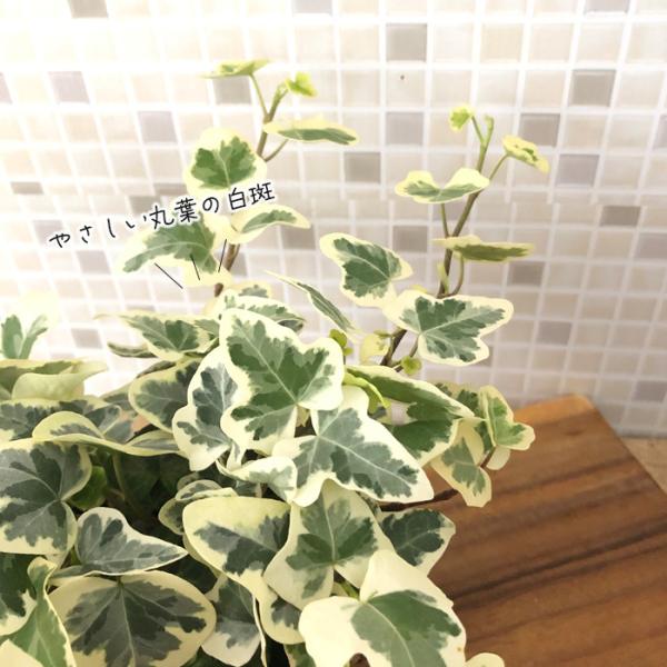 ヘデラ 雪ほたる 斑入りヘデラ ユキホタル カラーリーフ 観葉植物 ポット苗 寄せ植え Buyee Buyee Japanese Proxy Service Buy From Japan Bot Online