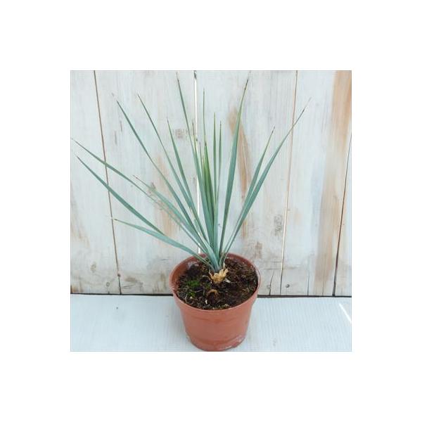 日本花キ流通 観葉植物 ユッカ ロストラータ 12cmポット 希少