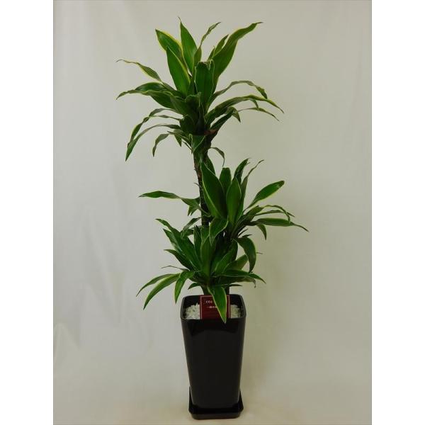 ドラセナ ハワイアンサンシャイン 産直観葉植物 ドラセナ ハワイアンサンシャイン 8号 スクエア鉢 大型観葉植物