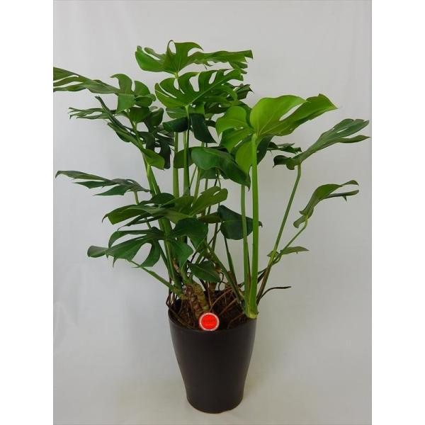モンステラ 産直観葉植物 6号鉢 大型観葉植物 お祝い 送料無料 開店 本物 引越