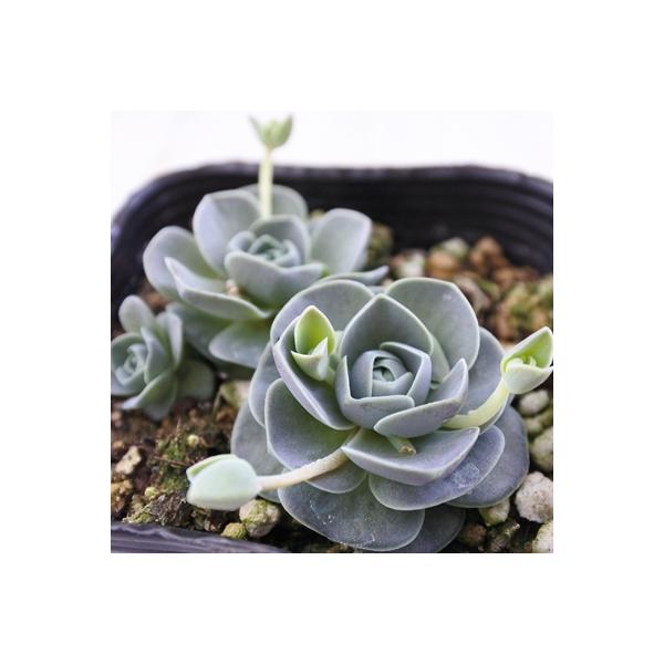 多肉植物 Seオロスタキス 子持ち蓮華 多肉植物 9cmポット Buyee Buyee Japanese Proxy Service Buy From Japan Bot Online