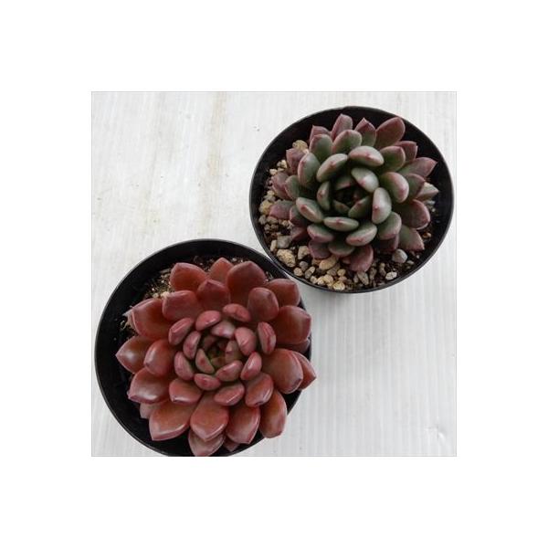 多肉植物 Skグラプトベリア ピンクルルビー 多肉植物 売れ筋 7 5cmポット Buyee Buyee Japanese Proxy Service Buy From Japan Bot Online