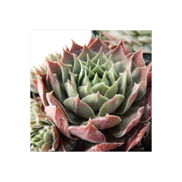 日本花キ流通 多肉植物 okセンペルビウム トリステ 7.5cmポット