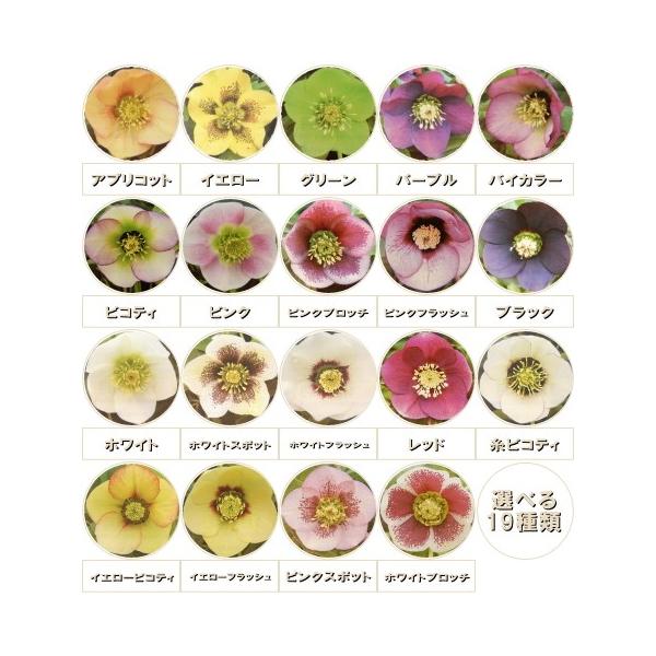 クリスマスローズ苗 選べるシングル19種類 杉光園芸 杉山交配 9cmポット Buyee Buyee Japanese Proxy Service Buy From Japan Bot Online