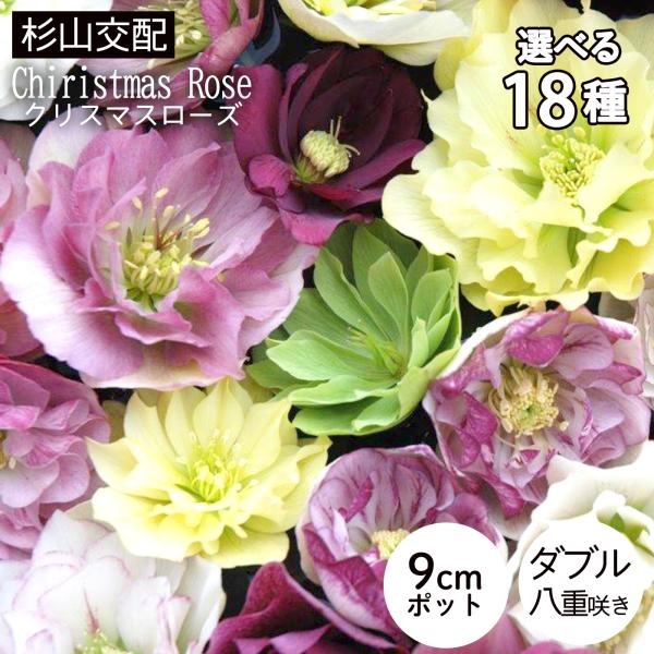 クリスマスローズ苗 選べるダブル16種類 杉光園芸 杉山交配 9cmポット Buyee Buyee 日本の通販商品 オークションの代理入札 代理購入