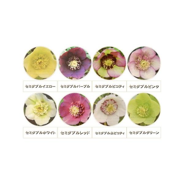 クリスマスローズ苗 選べるセミダブル8種類 杉光園芸 杉山交配 9cmポット Buyee Buyee Japanese Proxy Service Buy From Japan Bot Online