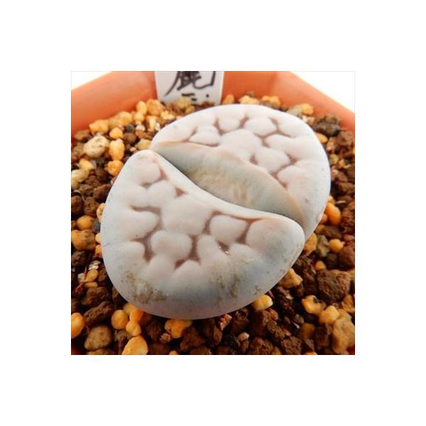 多肉植物リトープス　網目寿麗玉　6点カラフルセット　1センチ以上　S25匿名発送 多肉植物リトープス 網目寿麗玉 6点カラフルセット 1センチ以上 S25