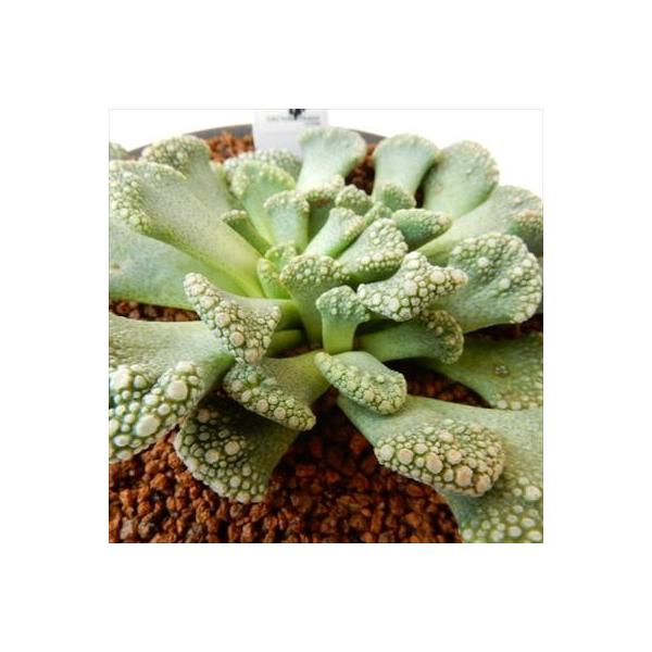 多肉植物 Osチタノプシス カルカレア おもしろ多肉植物 価格 天女