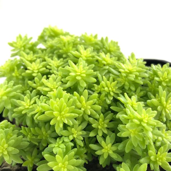 ■日当たり春秋型種10℃〜25℃の過ごしやすい季節によく生長し、暑すぎたり、寒すぎる時期は休眠してしまいます。生長期：2月〜6月・9月〜11月休眠期：7月〜8月・11月〜1月■水やり1春・秋は日当たりがよく、雨が当たらない風通しの良い場所に...