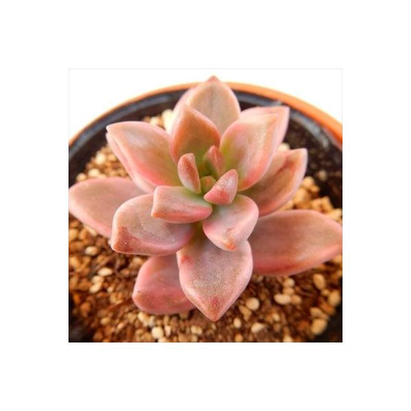 日本花キ流通 多肉植物 hmグラプトペタルム ピーチ姫(ブロンズ 日本花キ流通 多肉植物 hmグラプトペタルム ピーチ姫(ブロンズ