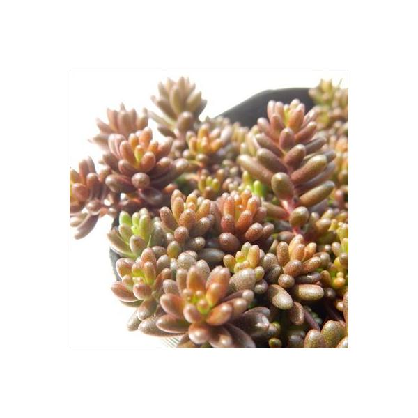 ■日当たり春秋型種10℃〜25℃の過ごしやすい季節によく生長し、暑すぎたり、寒すぎる時期は休眠してしまいます。生長期：2月〜6月・9月〜11月休眠期：7月〜8月・11月〜1月■水やり1春・秋は日当たりがよく、雨が当たらない風通しの良い場所に...