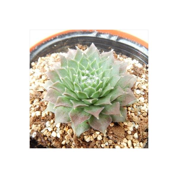 多肉植物 oriセンペルビウム 高嶺の花 6cmポット : フラワーネット日本