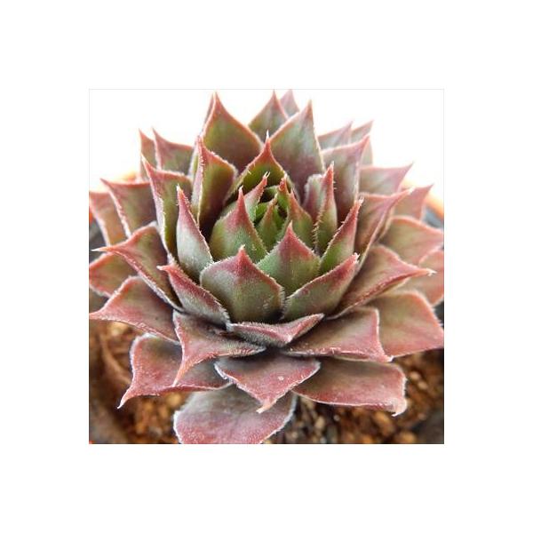 多肉植物 oriセンペルビウム セロン 6cmポット : フラワーネット日本花