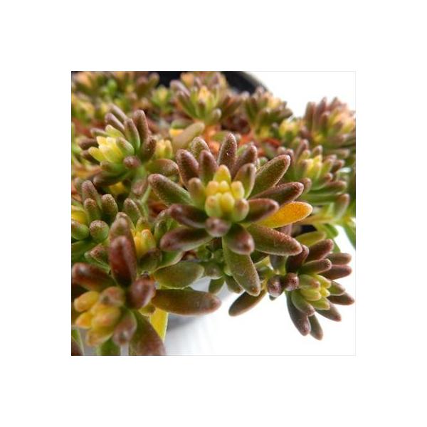 ■日当たり春秋型種 10℃〜25℃の過ごしやすい季節によく生長し、暑すぎたり、寒すぎる時期は休眠してしまいます。 生長期：2月〜6月・9月〜11月 休眠期：7月〜8月・11月〜1月■水やり1春・秋は日当たりがよく、雨が当たらない風通しの良い...