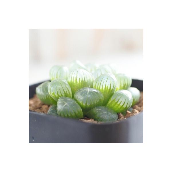 多肉植物 Niハオルチア オブツーサ トゥルンカータ Mbb386 Mgwai Dam 多肉植物 ハオルチア 7 5cmポット Buyee Servicio De Proxy Japones Buyee Compra En Japon