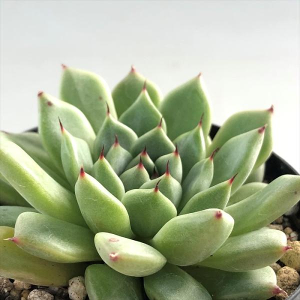日本花キ流通 多肉植物 skエケベリア ギャラクター 多肉植物