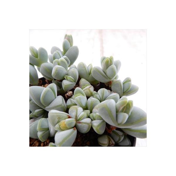 ■日当たり冬型種高山などの気温の低い地域に自生する種類は、日本の夏の暑さが苦手で、5℃〜20℃の気温でよく育ちます。生長期：9月〜5月休眠期：6月〜8月■水やり1風通しがよく、雨の当たらない明るい日陰に置く2盛夏は扇風機などで鉢の温度を下げ...