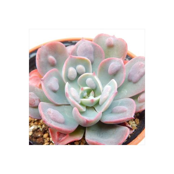 多肉植物 hmエケベリア レインドロップ 多肉植物 エケベリア 6cmポット
