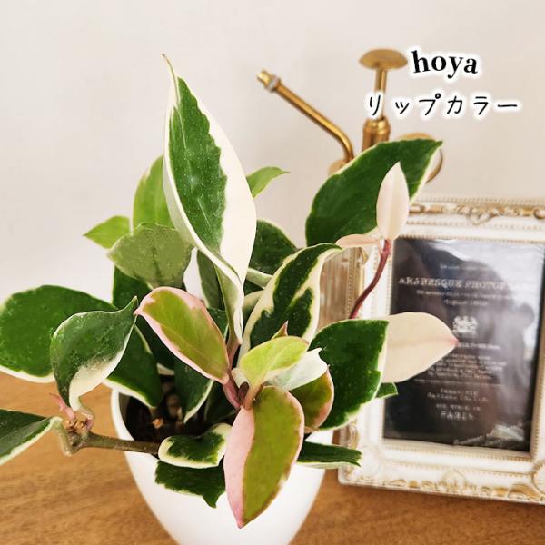 ■商品説明どんなインテリアにも溶け込みやすいシンプルな白い鉢に入ってのお届けです。 丸みのある鉢ががキュートでスタイリッシュなデザインとなっていて、シンプルな鉢はどんなインテリアにも自然に溶け込み、空間を明るい印象にします。 届いたその日か...