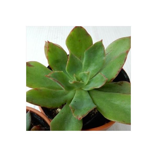 多肉植物 oriエケベリア 青典の司 エケベリア 6cmポット : フラワー