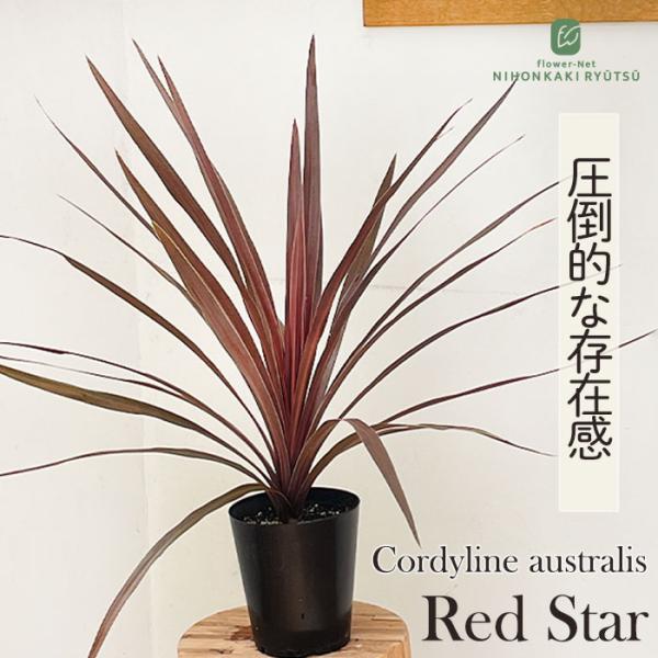 売店 コルジリネ オーストラリス レッドスター 観葉植物 12cmポット カラーリーフ 寄せ植え