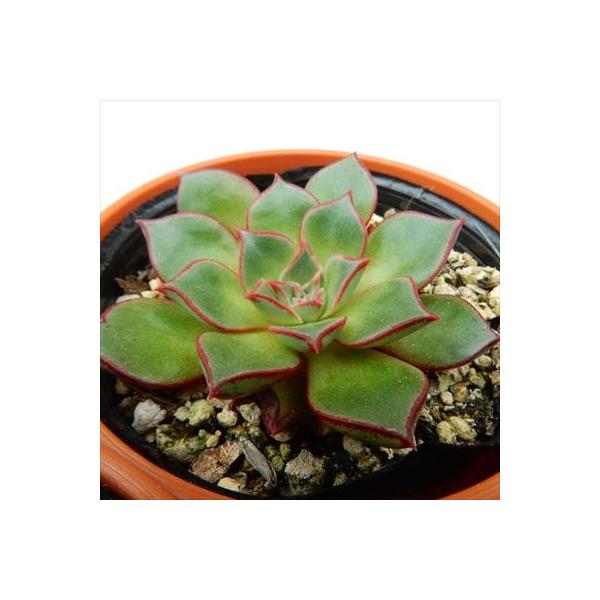 多肉植物　　レア❁︎ロンギシマ錦　発根済 多肉植物 レア❁︎ロンギシマ錦 発根済 - メルカリ