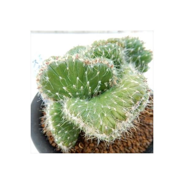 多肉植物 osアウストロシリンドロオプンチア スブラタ綴化 おもしろ多肉植物 ユーフォルビア 9cmポット