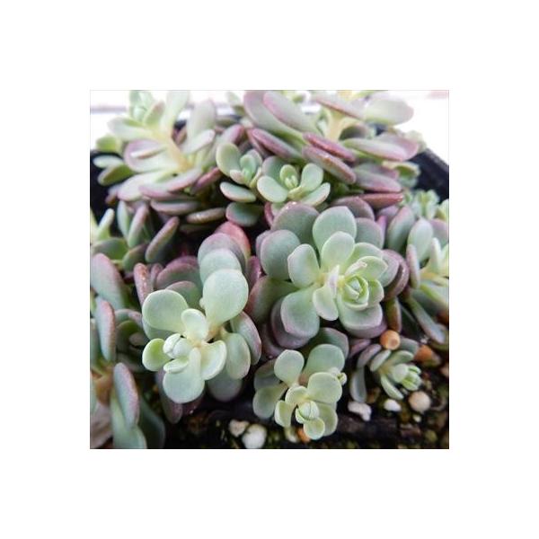 日本花キ流通 多肉植物 seミセバヤ 赤葉ヒダカミセバヤ セダム 9cm
