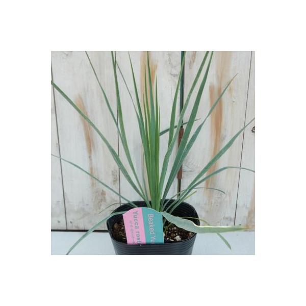 公式通販 ユッカ ロストラータ 希少 13 5cmポット 観葉植物