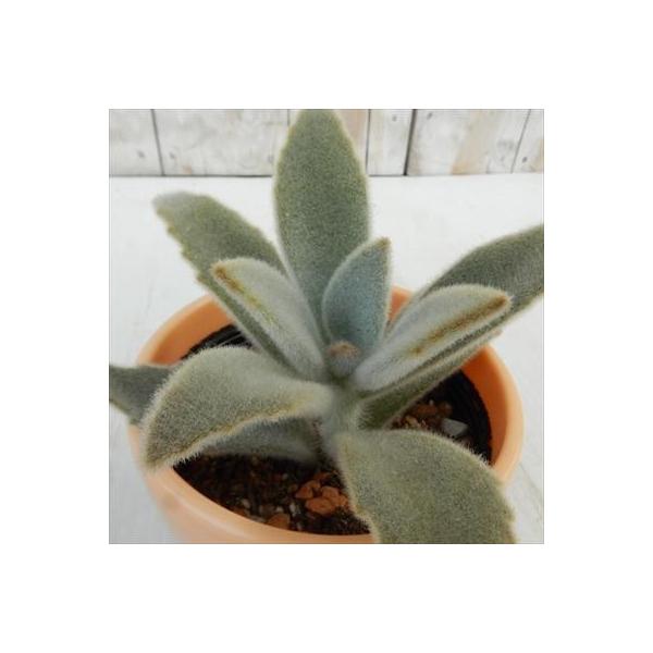 多肉植物 Sdカランコエ 白うさぎ トメントサ 多肉植物 ミニ観葉植物 Buyee Buyee Japanese Proxy Service Buy From Japan Bot Online