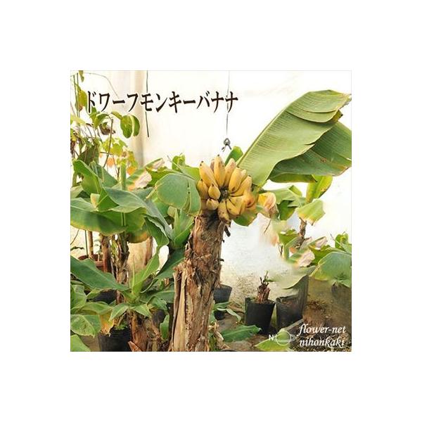 バナナ 観葉植物 苗の人気商品 通販 価格比較 価格 Com