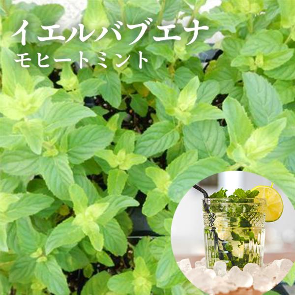 イエルバブエナ モヒートミント ハーブ ミント カクテル 9cmポット Buyee Buyee Japanese Proxy Service Buy From Japan Bot Online