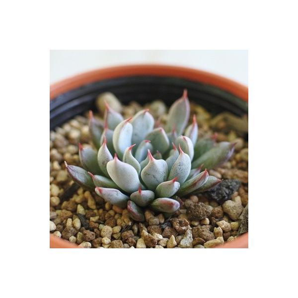 多肉植物 oriエケベリア ザラゴーサspノバ エケベリア 6cmポット 多肉植物 oriエケベリア ザラゴーサspノバ エケベリア 6cmポット