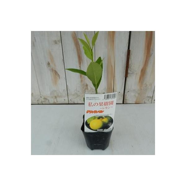 選べるレモン 鉢植え 柑橘苗 9cm ポット レモンの木 果樹苗 レモン 苗木 Buyee Buyee Japanese Proxy Service Buy From Japan Bot Online