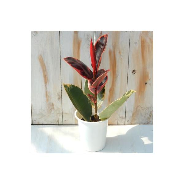 フィカス ベリーズ 4号鉢 ゴムの木 観葉植物 Buyee Buyee บร การต วกลางจากญ ป น ซ อจากประเทศญ ป น